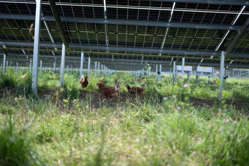 K1600_Agri-PV-Anlage-Thalsdorf-2-1024x683-1